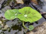 芋头叶与露珠