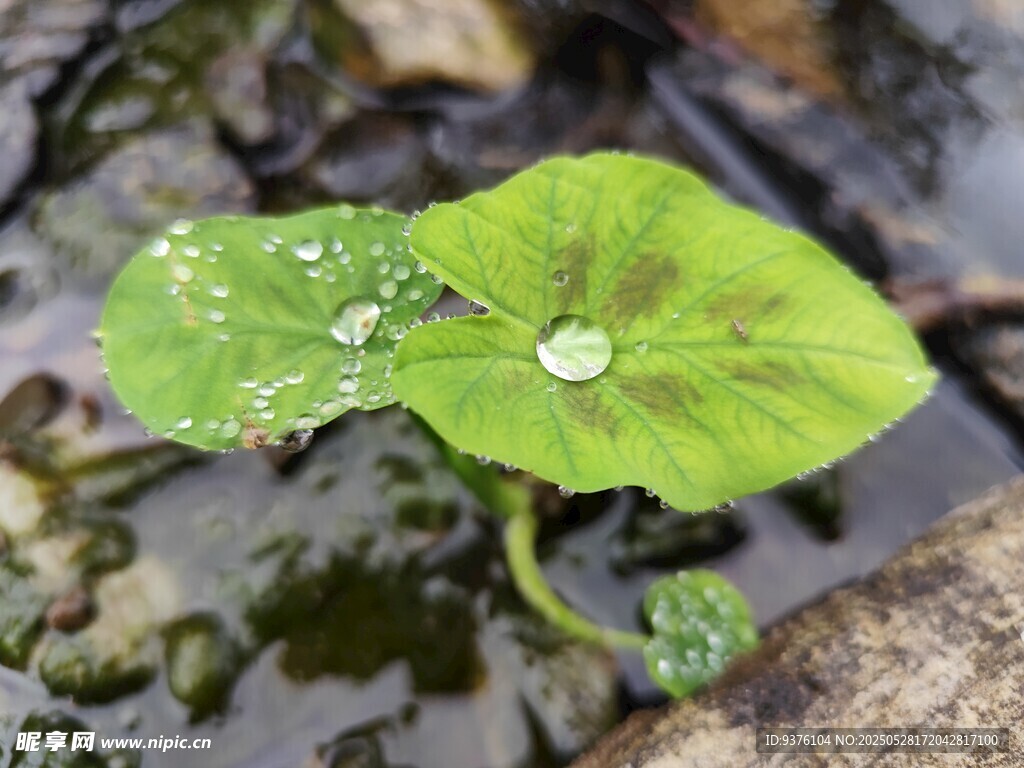 芋头叶与露珠