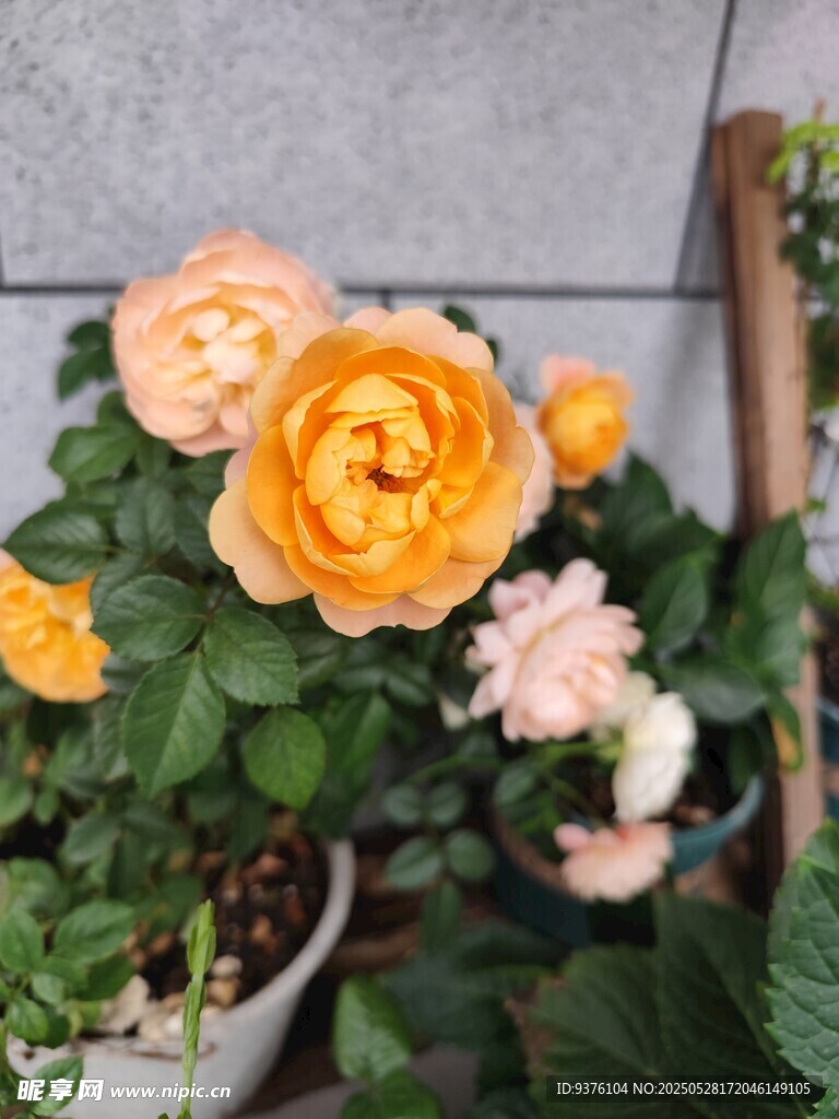 果汁阳台