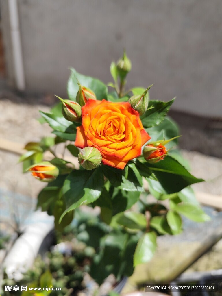 橘色月季