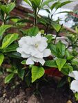 栀子花