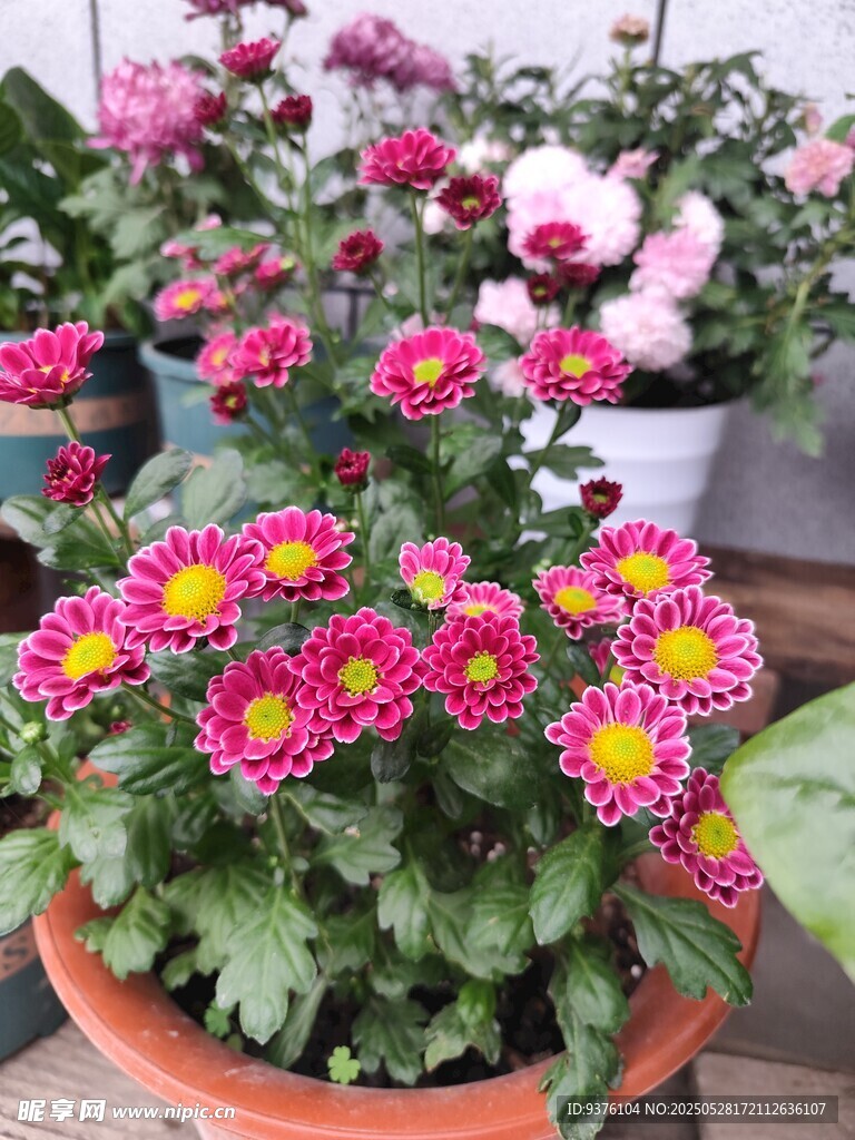 菊花