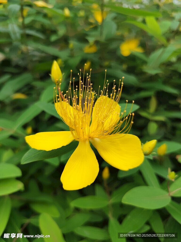 金丝桃