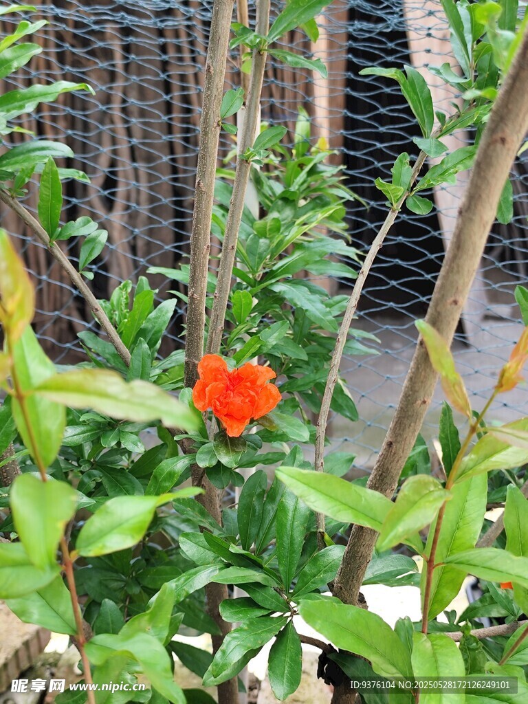 石榴花