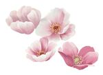 玉兰花