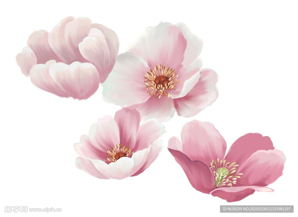 玉兰花
