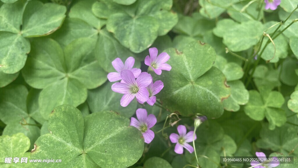 绿叶丛中的紫色小花