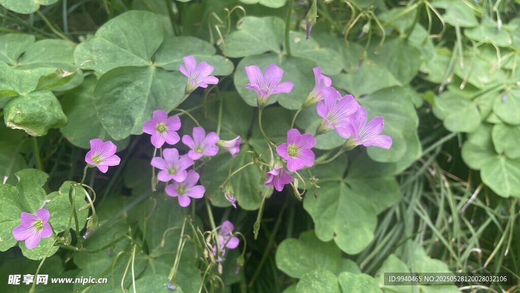 紫色小花绽放绿叶间