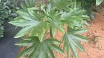 翠绿掌状叶片植物特写