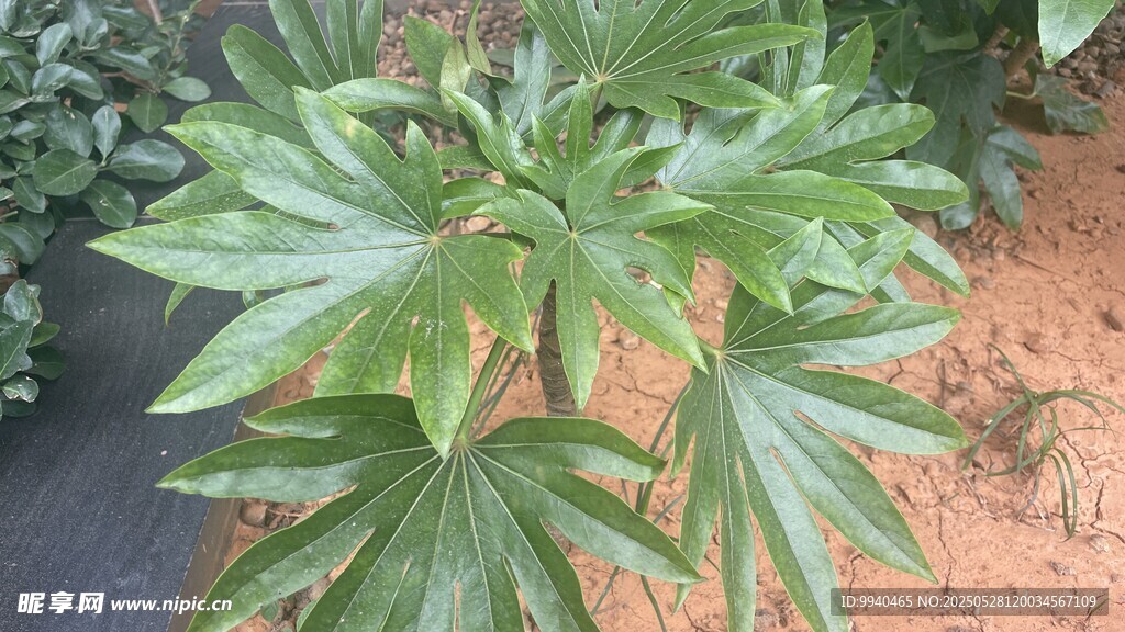 翠绿掌状叶片植物特写