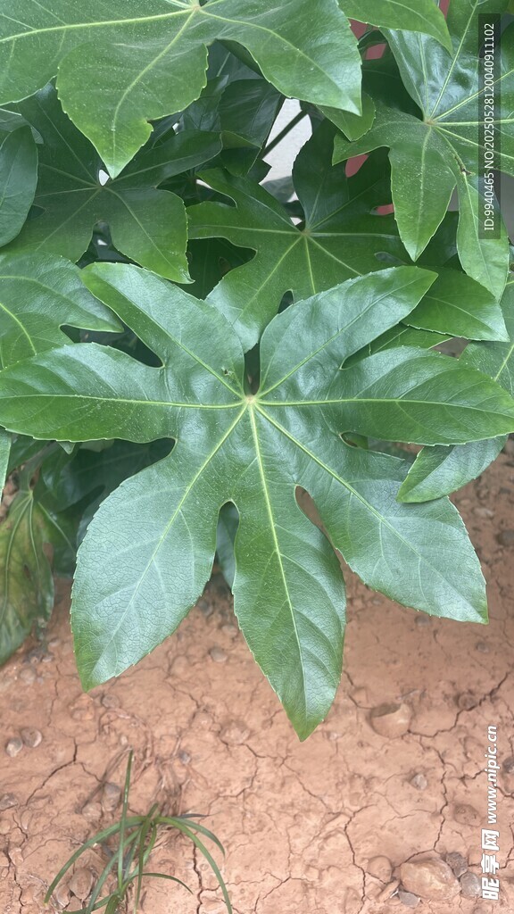 绿叶繁茂的植物特写