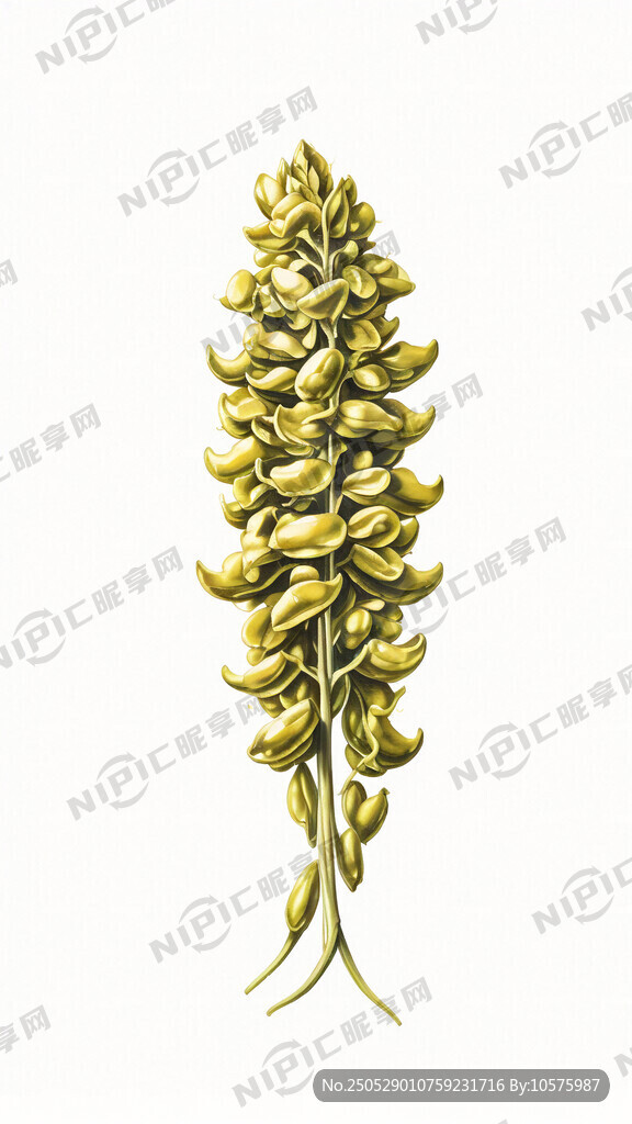 手绘黄豆秧 白色背景