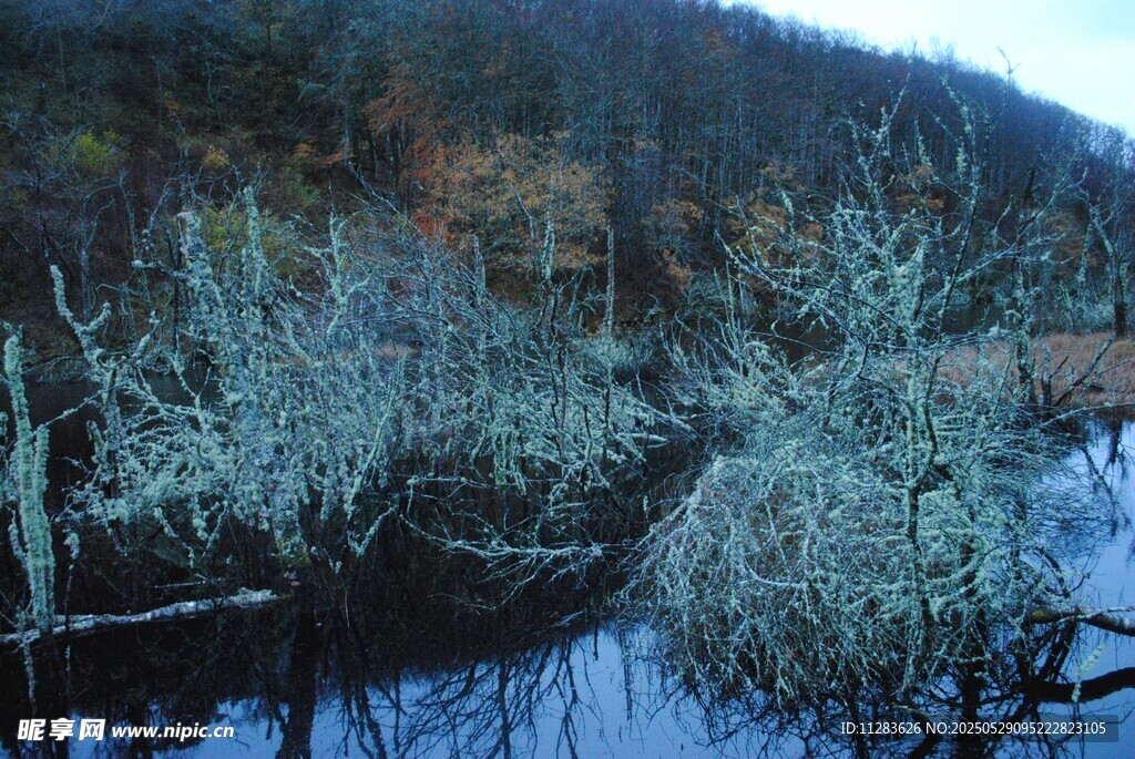冬日河岸枯树景观