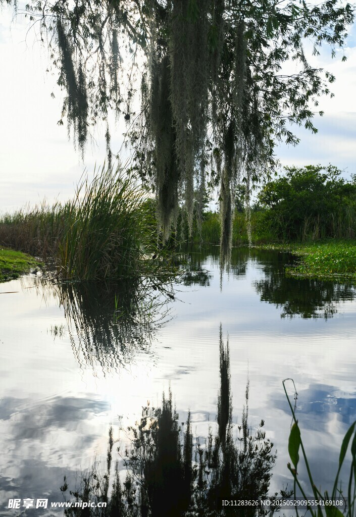 湖畔垂柳映水静谧美景