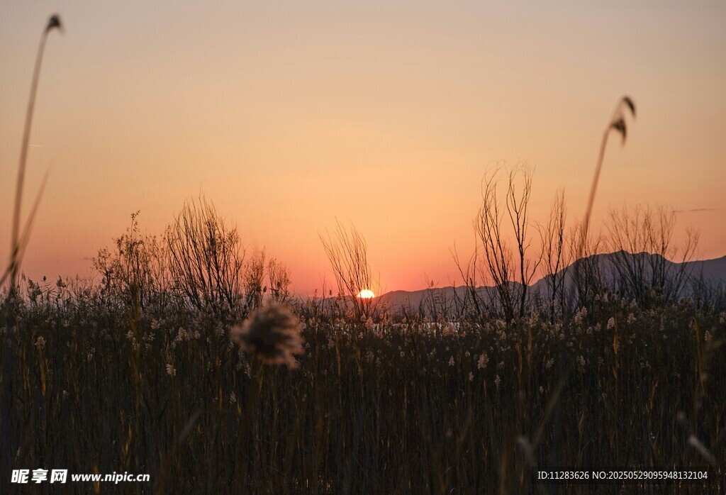 夕阳下的芦苇景观
