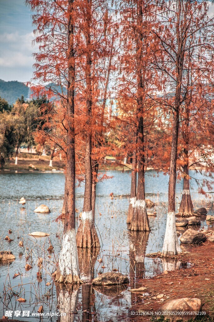 湖畔红树秋景如画