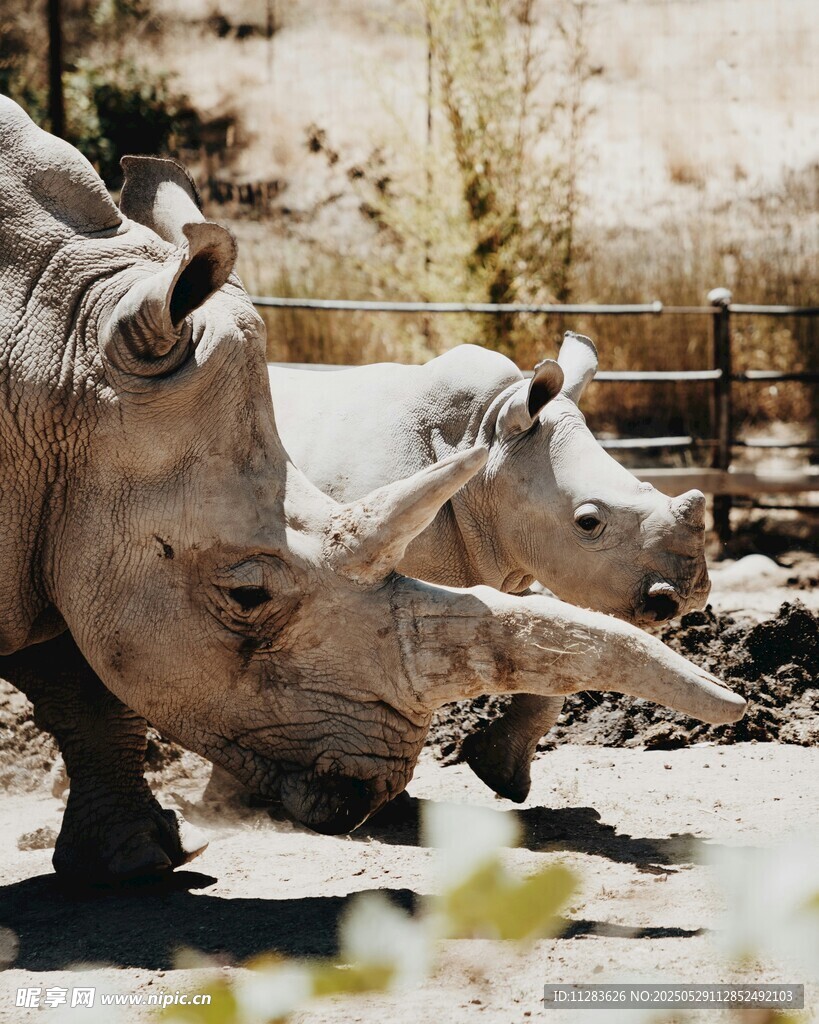 两只犀牛在户外场景中