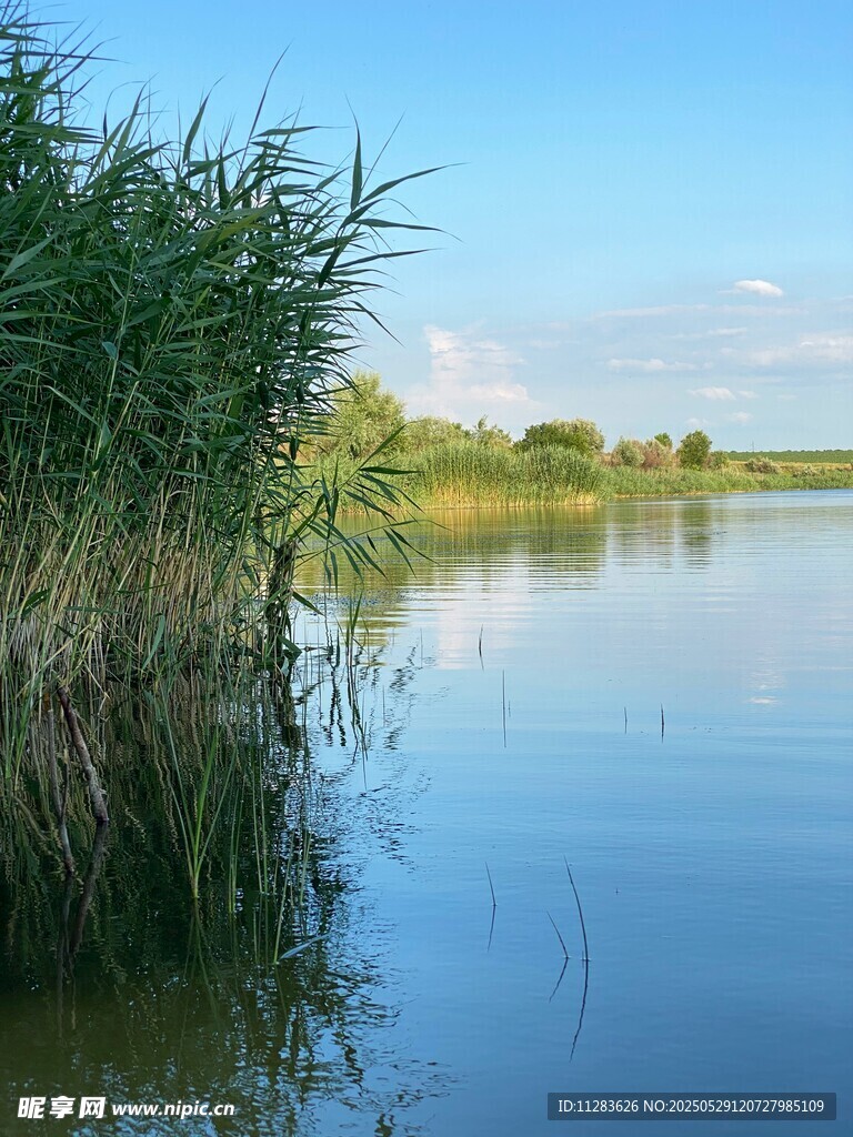 宁静湖畔芦苇摇曳