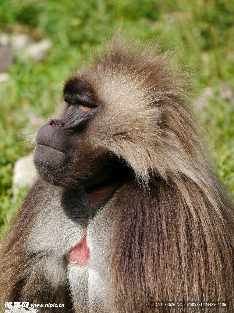 狮尾狒特写