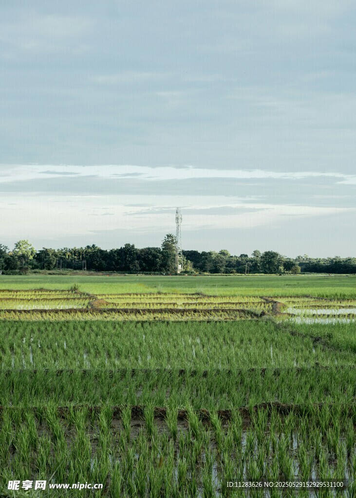 广袤稻田与远处风车景观