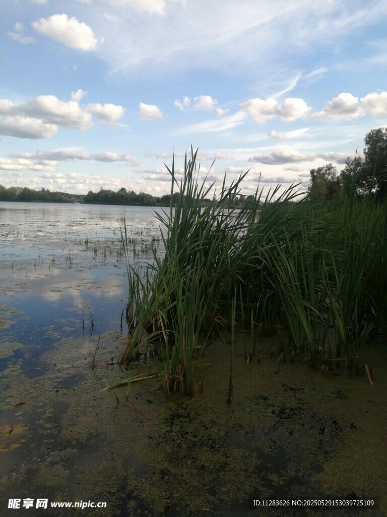 湖畔水草蓝天美景