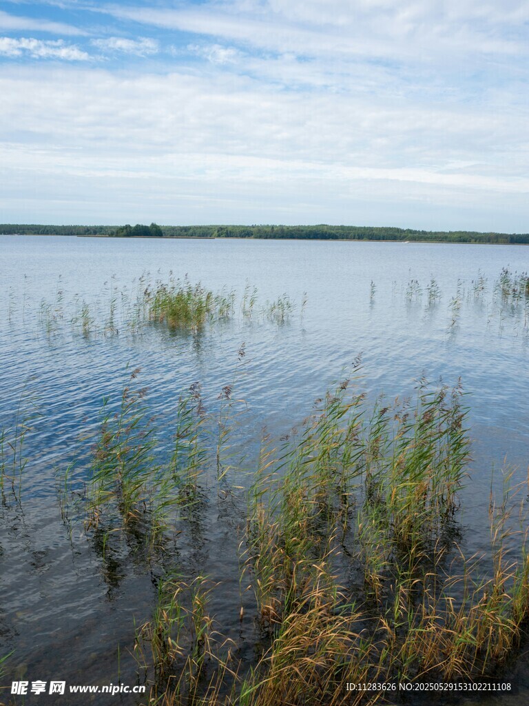 湖畔水草与宁静水面景色
