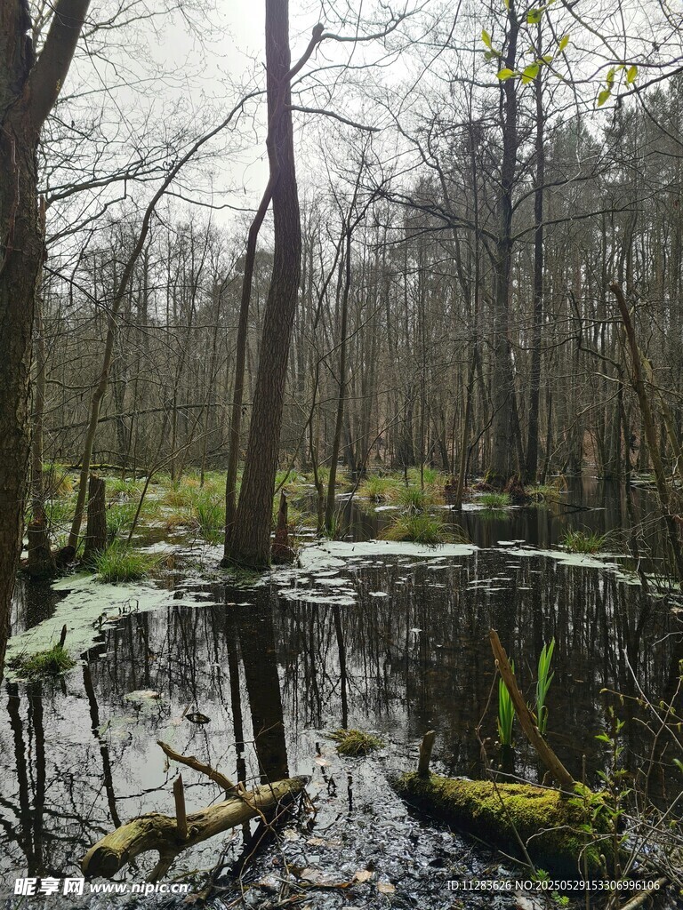 森林中的静谧沼泽景观