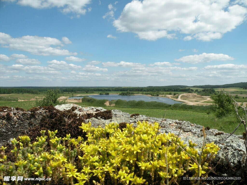 田野黄花与远处水域风景