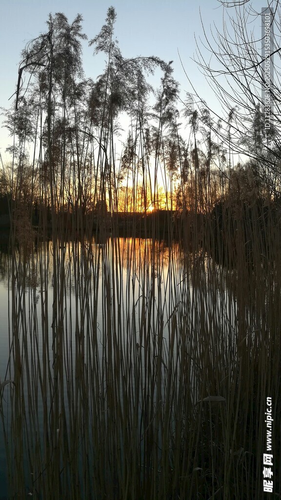 夕阳下的静谧湖畔芦苇景
