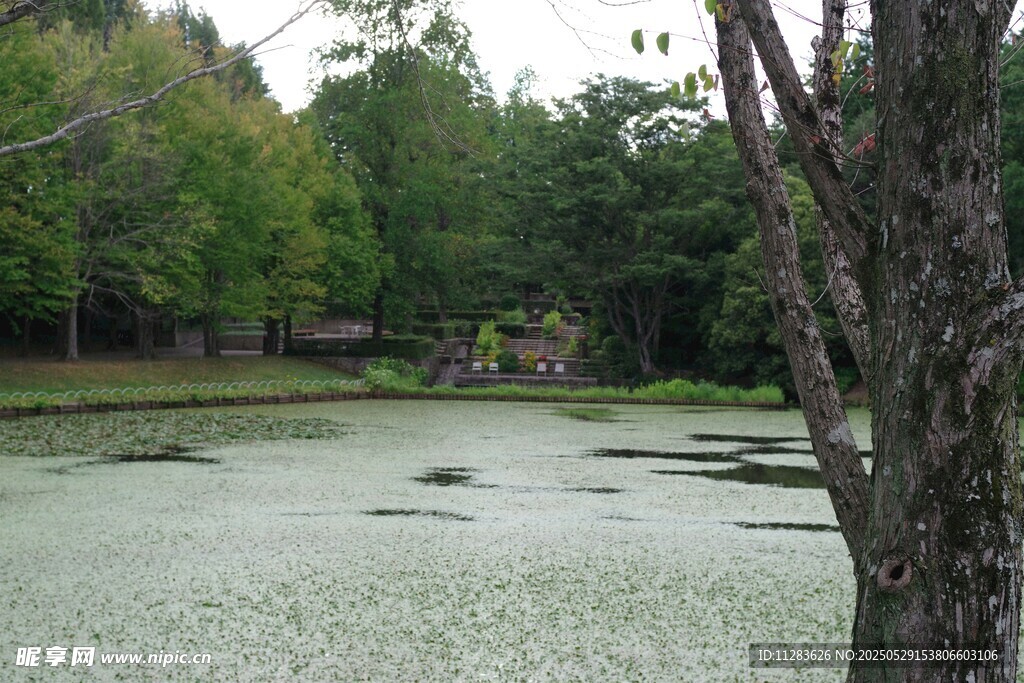 湖畔树林中的静谧水域