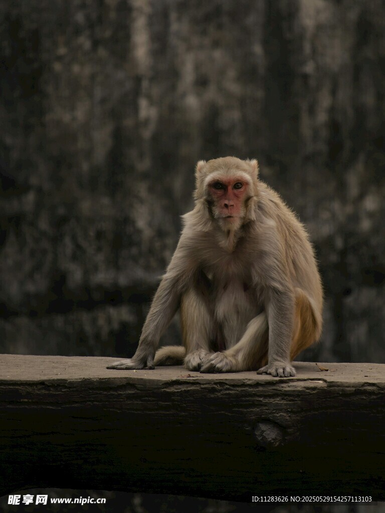 独坐的猴子