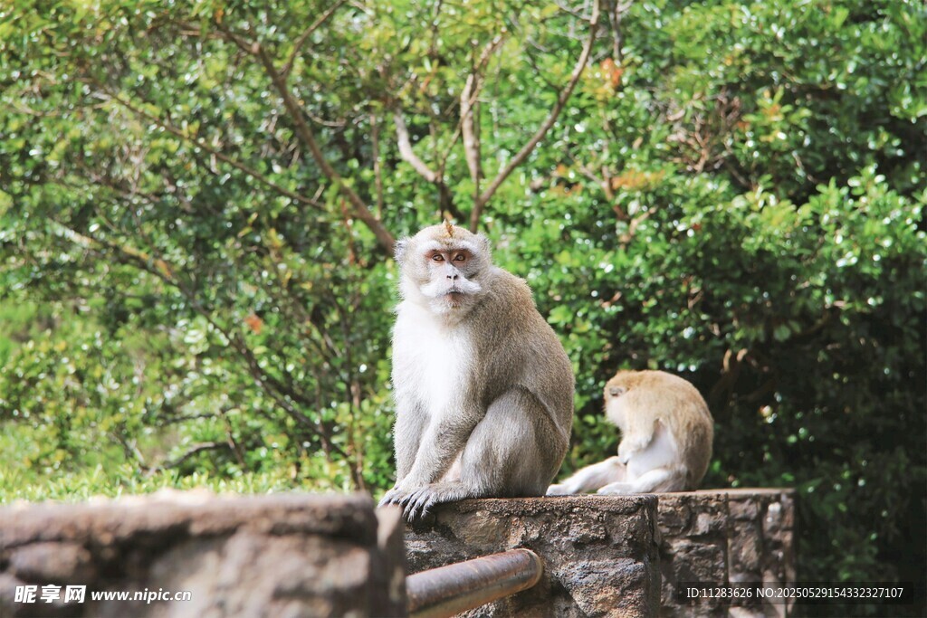 石台上休憩的两只猴子