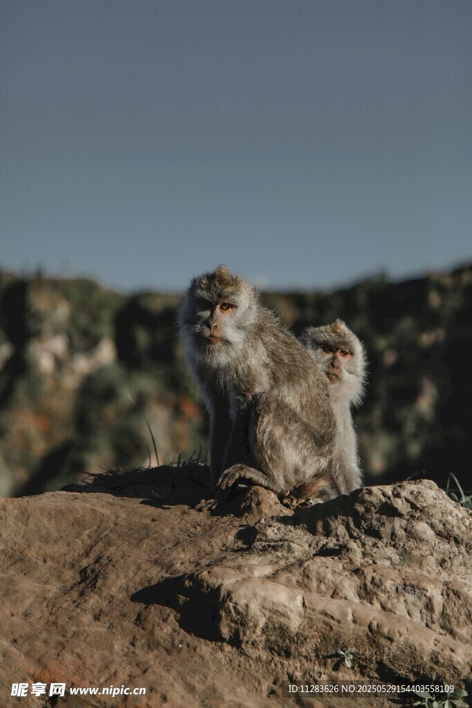 岩石上的猴子