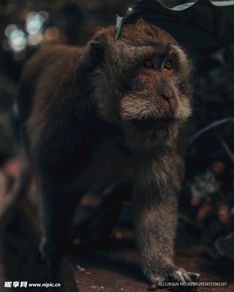 野外行走的猴子