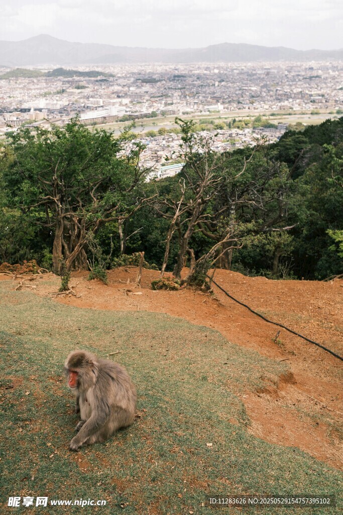 山坡上独坐的猴子
