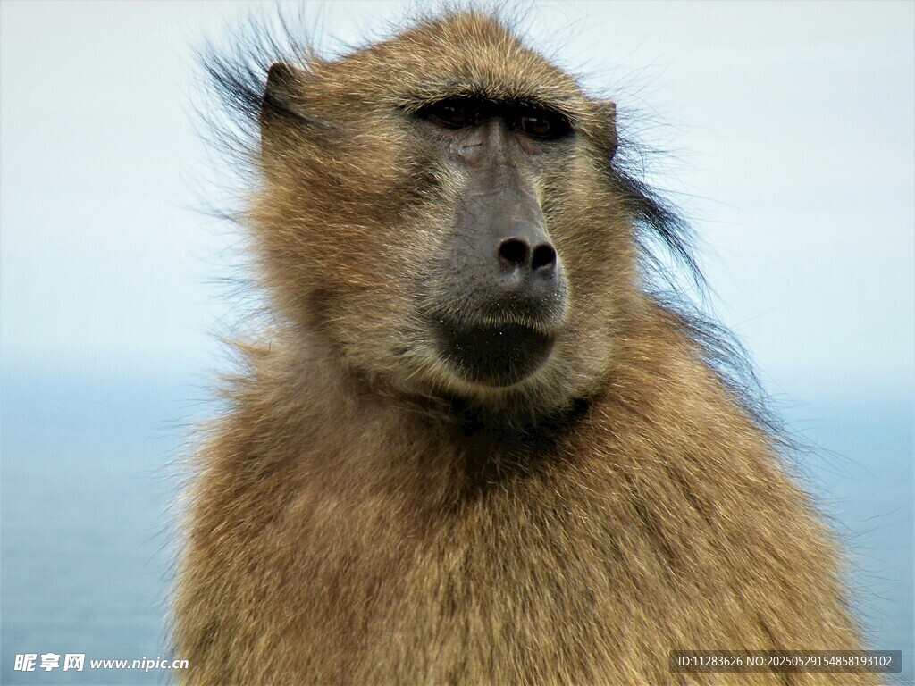 凝视的狒狒