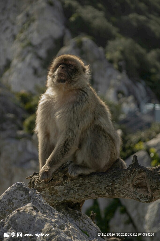岩石上的猴子