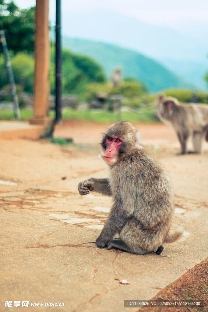 坐地猴子伸手似讨要