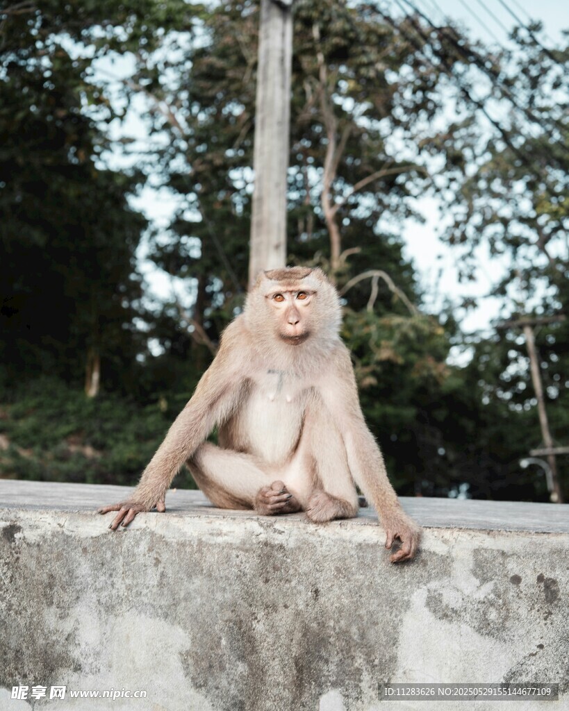 石台上静坐的猴子