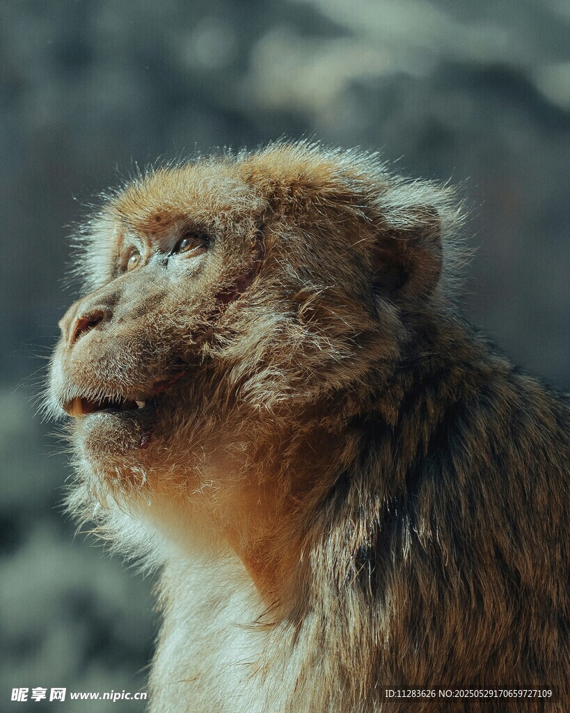 凝视的猴子