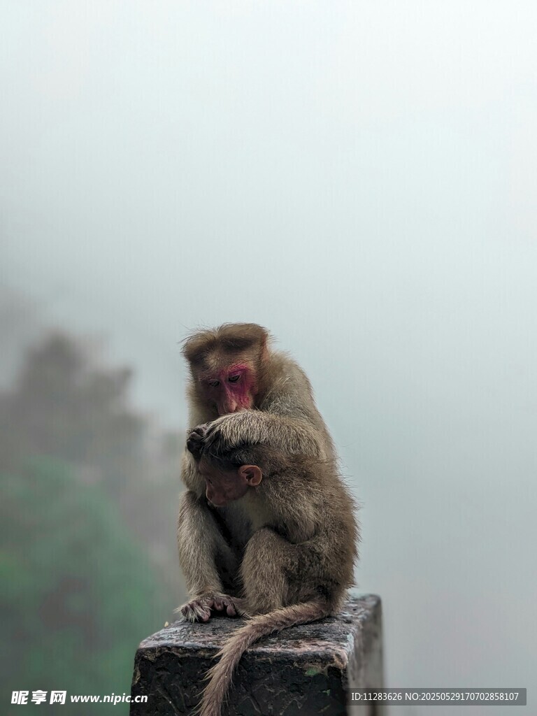 孤独猴子坐于石上