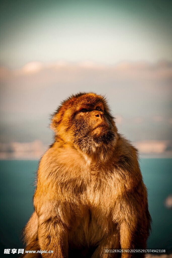 海边端坐的猴子