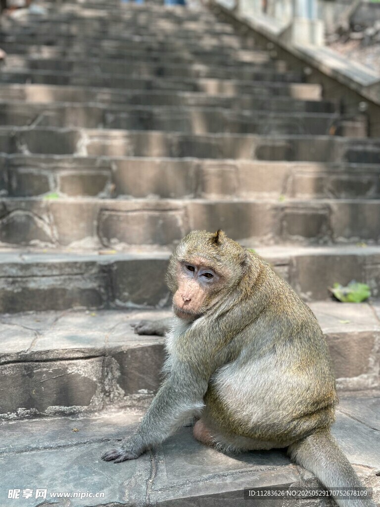 台阶上独坐进食的猴子