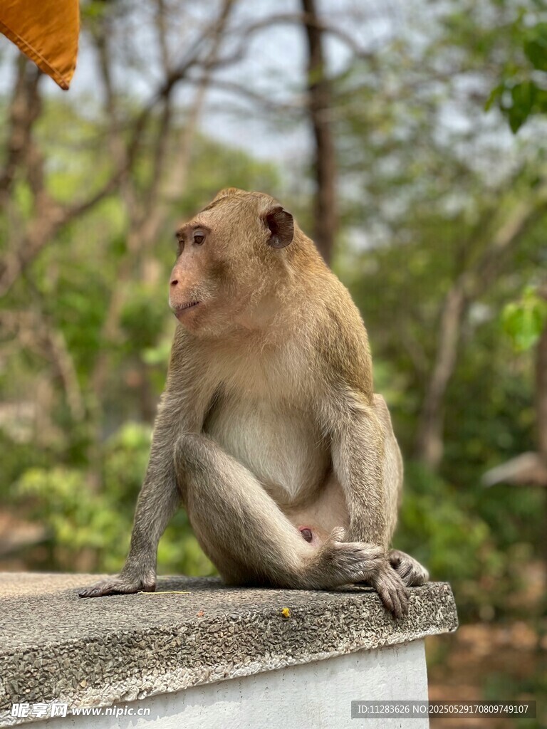 石台上的猴子