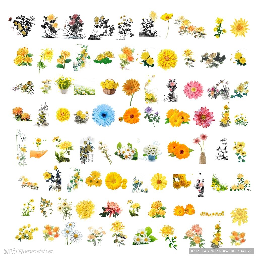 菊花素材