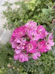 蔷薇花