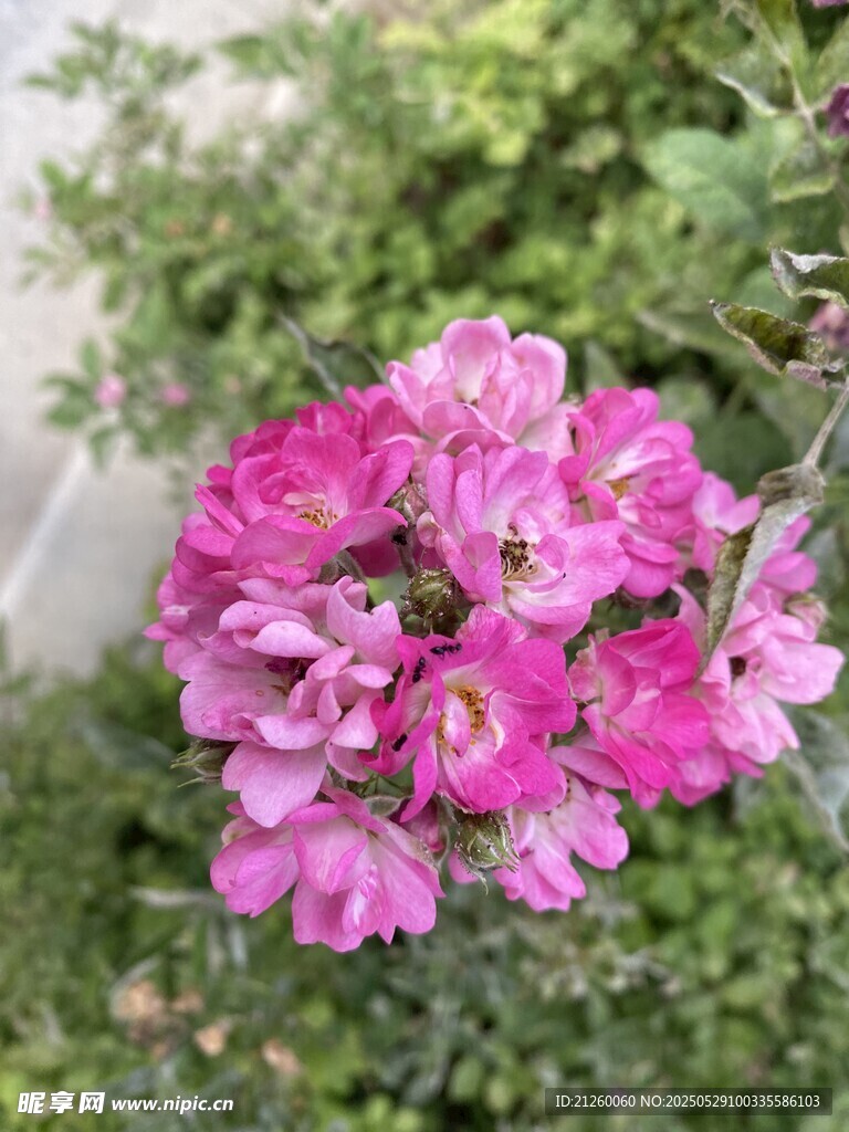 蔷薇花