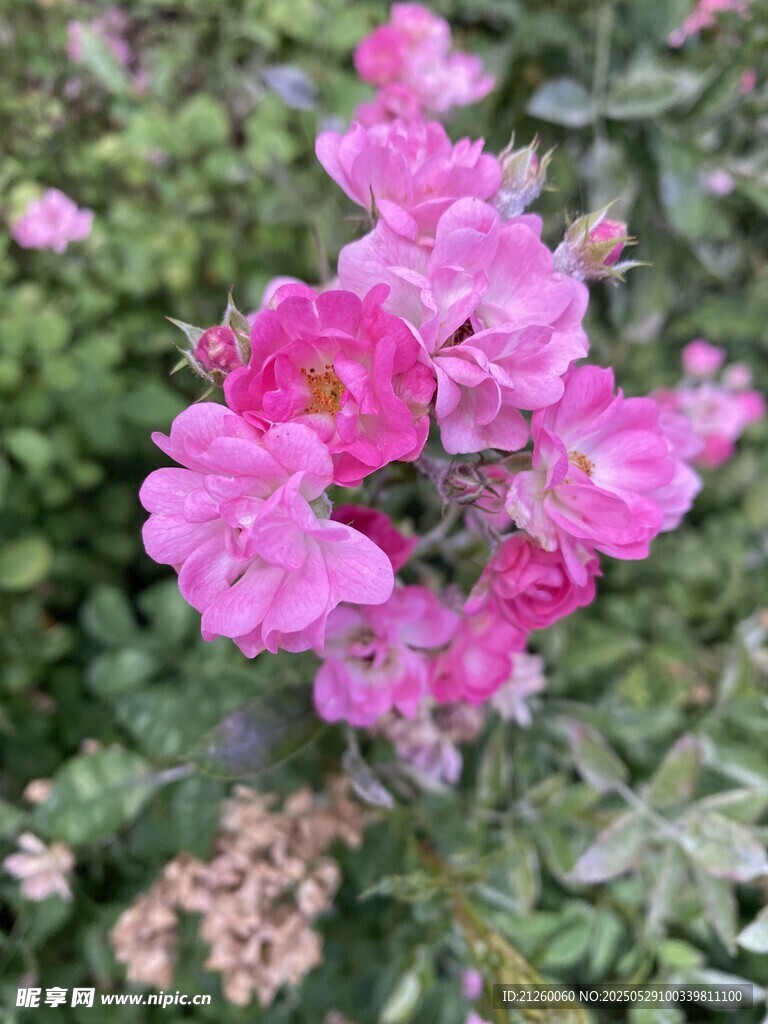 蔷薇花