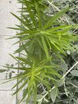 小蓬草