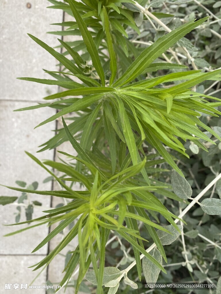 小蓬草